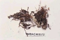 藏品(小金髮苔屬)的圖片